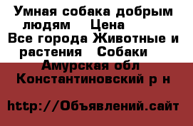 Умная собака добрым людям. › Цена ­ 100 - Все города Животные и растения » Собаки   . Амурская обл.,Константиновский р-н